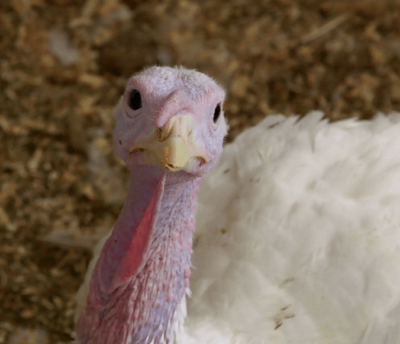 young turkey